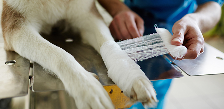 Hund bekommt Wunde verbunden Hund mit Wunde beim Tierarzt